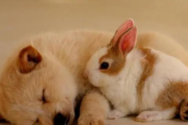 狗为何对着一个地方叫,可能是听到异常声音、感受到危险