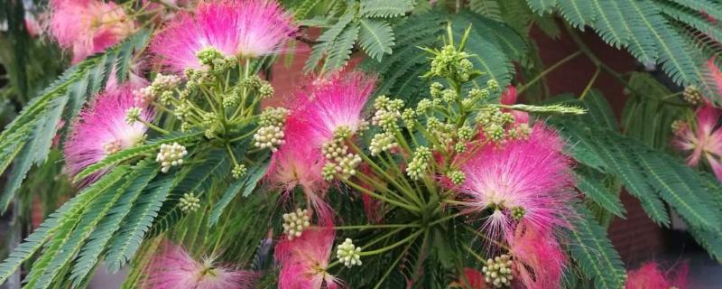 合欢花的开放时间