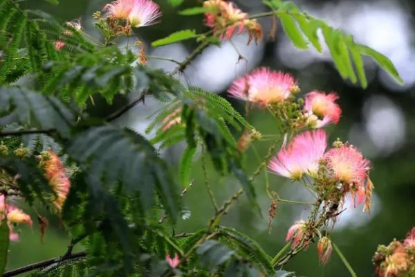 合欢花的开放时间,一般为6-7月份