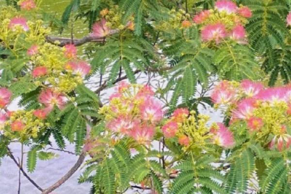 合欢花的开放时间,一般为6-7月份