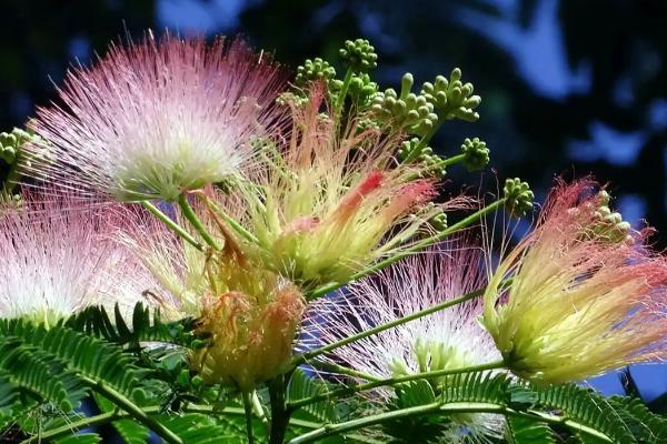 合欢花的开放时间,一般为6-7月份