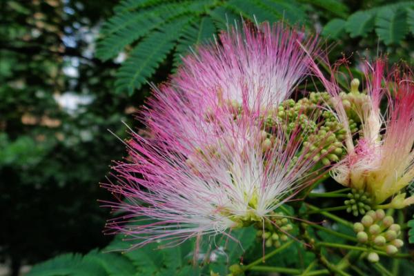 合欢花的开放时间,一般为6-7月份