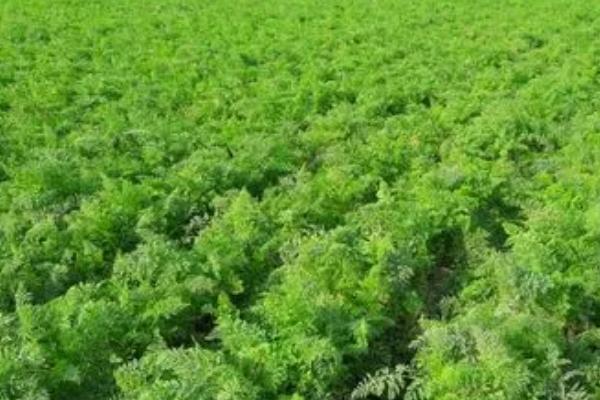 胡萝卜为什么会分叉,可能是施肥不均匀、种子质量差等原因所导致