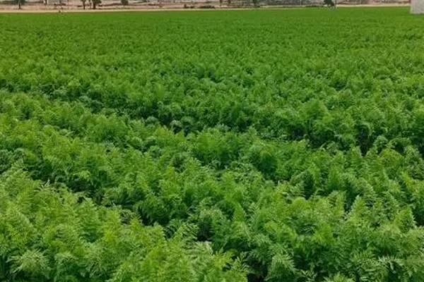 胡萝卜为什么会分叉,可能是施肥不均匀、种子质量差等原因所导致