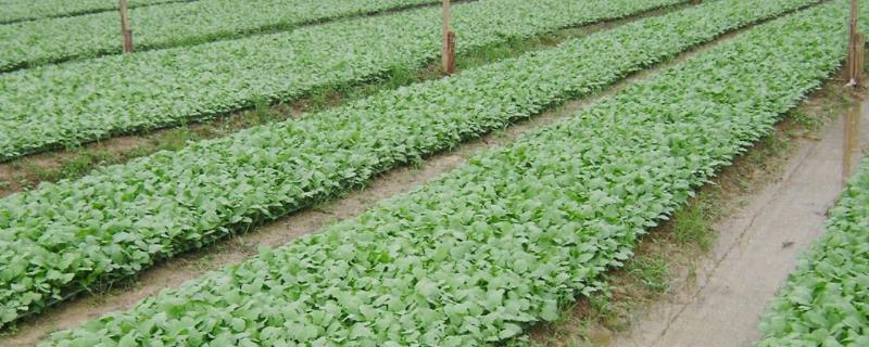 温室秋冬茬茄子育苗技术