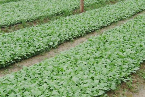 温室秋冬茬茄子育苗技术,时间为7月上中旬至8月上旬