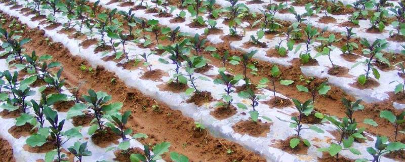 怎么防治茄子立枯病