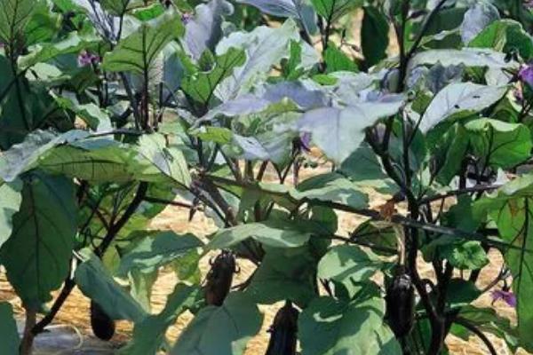 怎么防治茄子立枯病,播种前可用药剂拌种