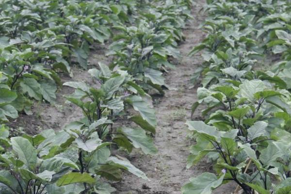 怎么防治茄子立枯病,播种前可用药剂拌种