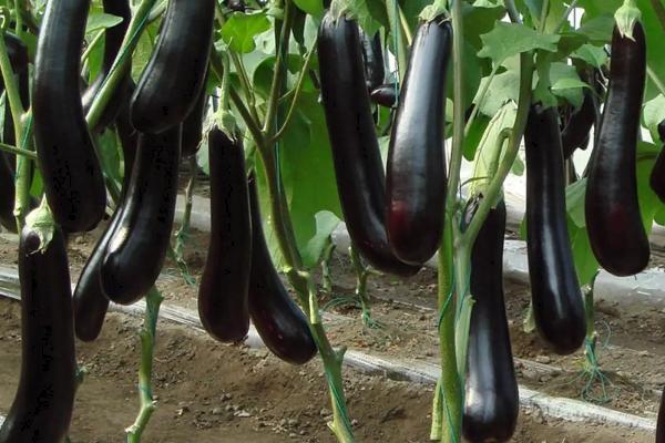 怎么防治茄子立枯病,播种前可用药剂拌种