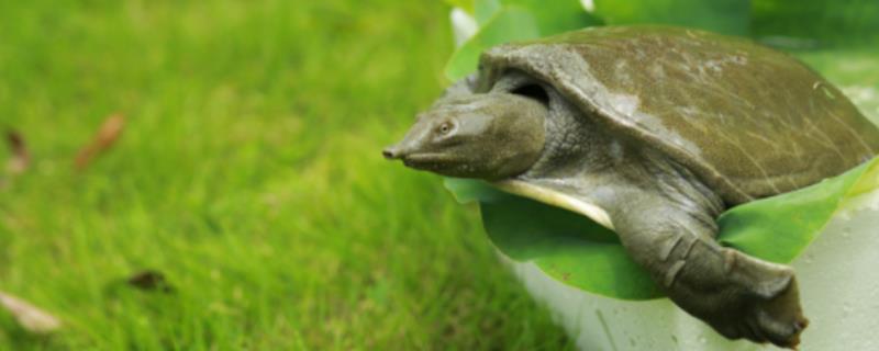甲鱼怕蚊子吗