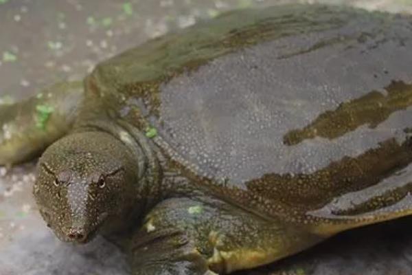 甲鱼怕蚊子吗,蚊子和甲鱼就是宿敌