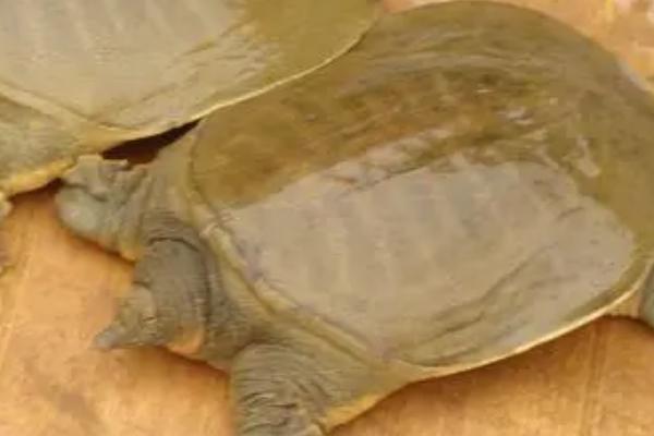 甲鱼怕蚊子吗,蚊子和甲鱼就是宿敌