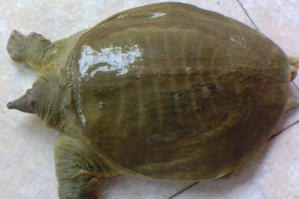 甲鱼怕蚊子吗,蚊子和甲鱼就是宿敌