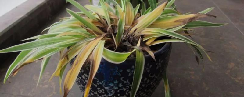 抢救萎蔫花卉的技巧