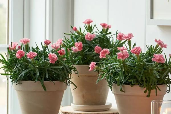 抢救萎蔫花卉的技巧,查找原因针对性抢救