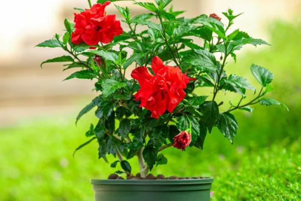 抢救萎蔫花卉的技巧,查找原因针对性抢救