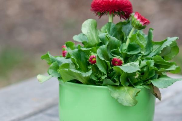 抢救萎蔫花卉的技巧,查找原因针对性抢救