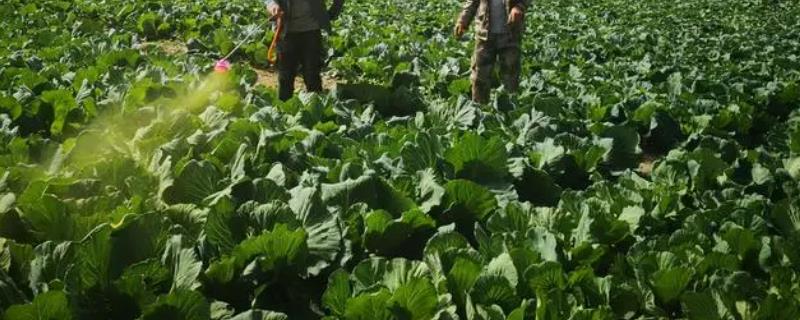 蔬菜的施肥、打药误区