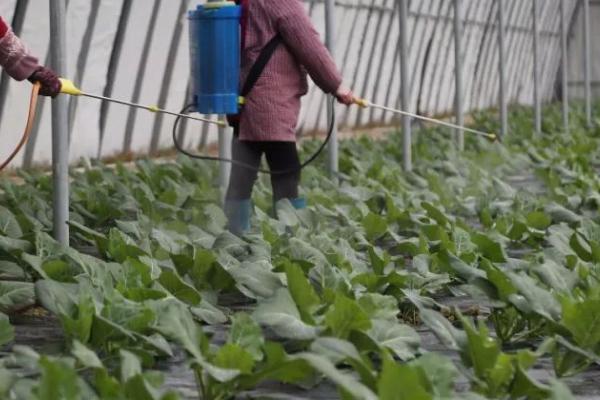 蔬菜的施肥、打药误区,施肥过多容易产生肥害