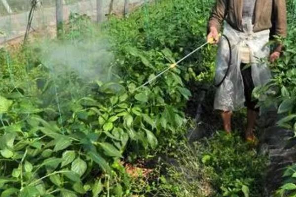 蔬菜的施肥、打药误区,施肥过多容易产生肥害