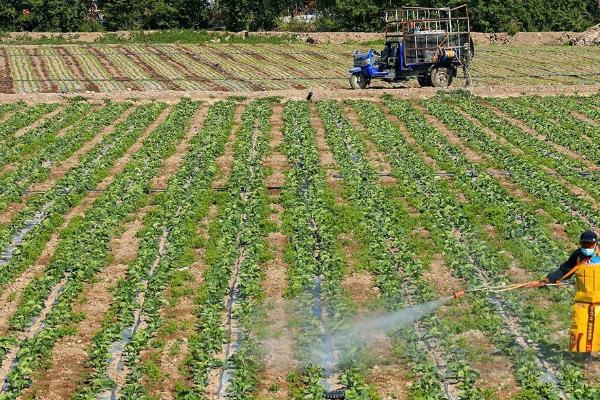 蔬菜的施肥、打药误区,施肥过多容易产生肥害