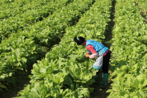 蔬菜的施肥、打药误区,施肥过多容易产生肥害