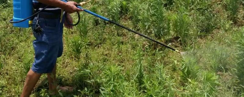 草甘膦和草铵膦有什么区别