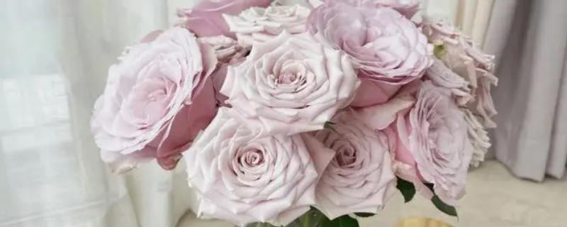 曼塔玫瑰的花语