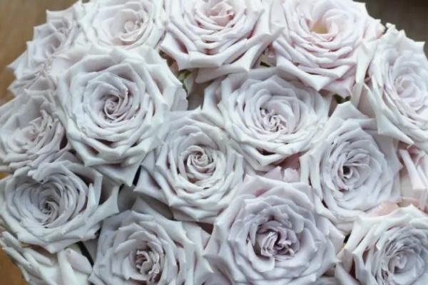 曼塔玫瑰的花语,花语是“梦开始的地方”