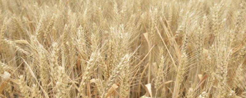 强筋小麦怎么栽培才能稳产稳收