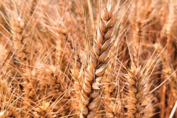 强筋小麦怎么栽培才能稳产稳收,需深耕细耙、足墒播种、合理促控