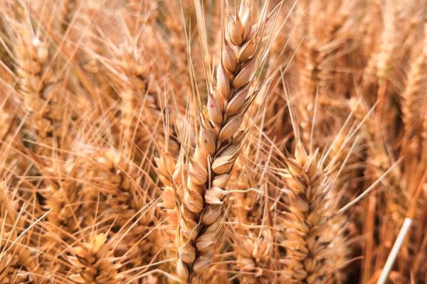 强筋小麦怎么栽培才能稳产稳收,需深耕细耙、足墒播种、合理促控