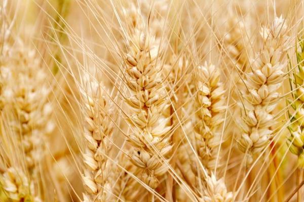 强筋小麦怎么栽培才能稳产稳收,需深耕细耙、足墒播种、合理促控