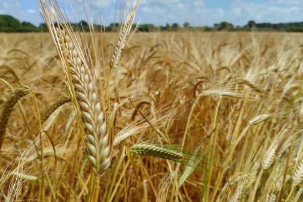 强筋小麦怎么栽培才能稳产稳收,需深耕细耙、足墒播种、合理促控