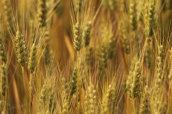 强筋小麦怎么栽培才能稳产稳收,需深耕细耙、足墒播种、合理促控