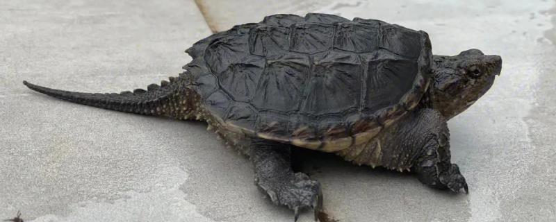 小鳄龟生长几年才能繁殖