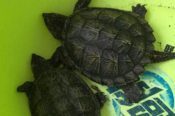 小鳄龟生长几年才能繁殖,一般需要3-6年左右