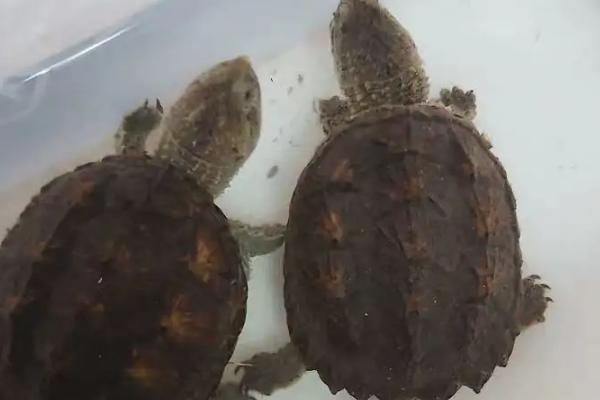 小鳄龟生长几年才能繁殖,一般需要3-6年左右