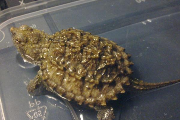 小鳄龟生长几年才能繁殖,一般需要3-6年左右