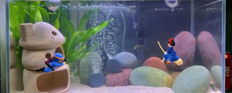 新开缸如何添加硝化细菌