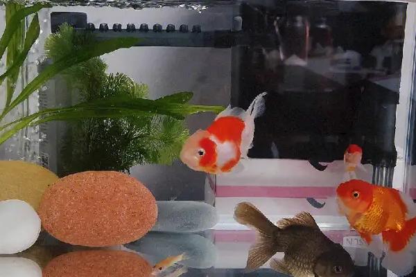 新开缸如何添加硝化细菌,第一个月每周都要添加一次