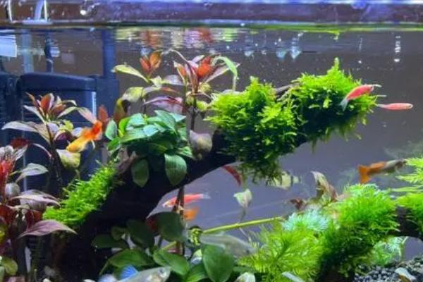 新开缸如何添加硝化细菌,第一个月每周都要添加一次