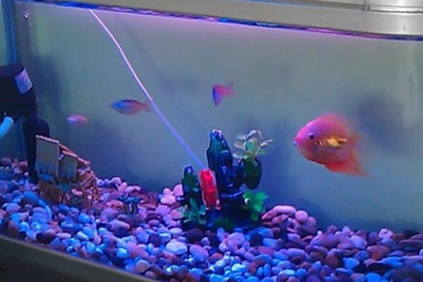 新开缸如何添加硝化细菌,第一个月每周都要添加一次