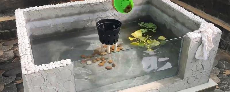 用泡沫箱养鱼为何会死亡