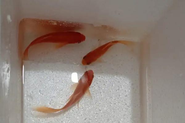 用泡沫箱养鱼为何会死亡,可能是缺少光照、水质过差等原因所导致