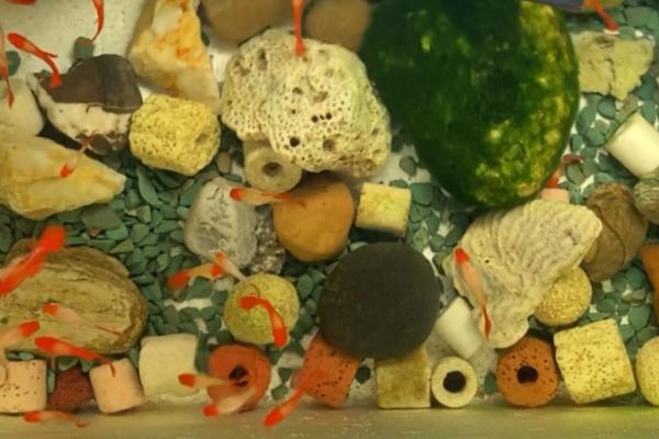 用泡沫箱养鱼为何会死亡,可能是缺少光照、水质过差等原因所导致