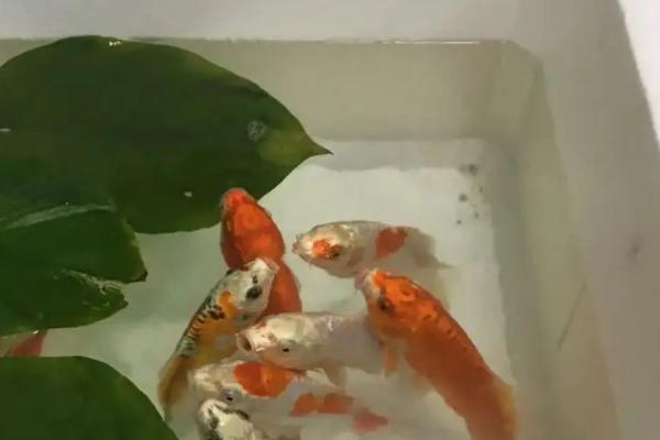 用泡沫箱养鱼为何会死亡,可能是缺少光照、水质过差等原因所导致