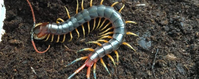 蜈蚣的特点和本领