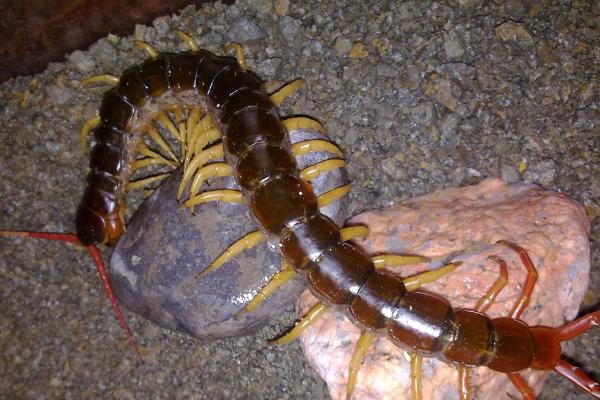 蜈蚣的特点和本领,足比较多且钻缝能力极强